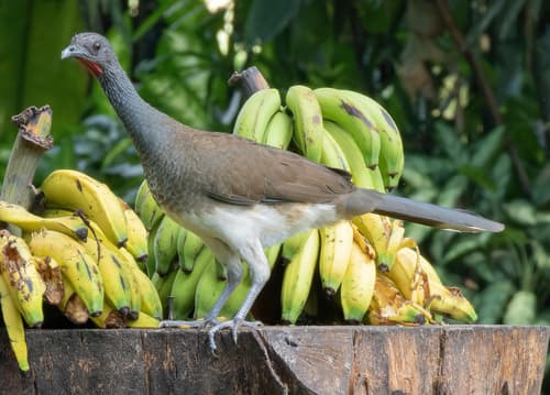 White-bellied Chachalaca