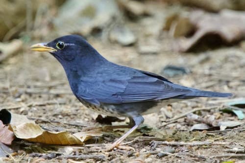 Japanese Thrush