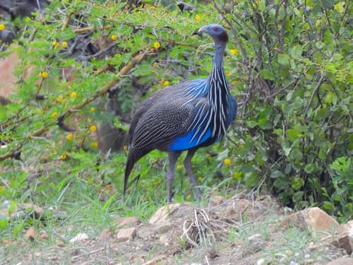 Vulturine Guineafowl
