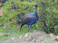 Vulturine Guineafowl