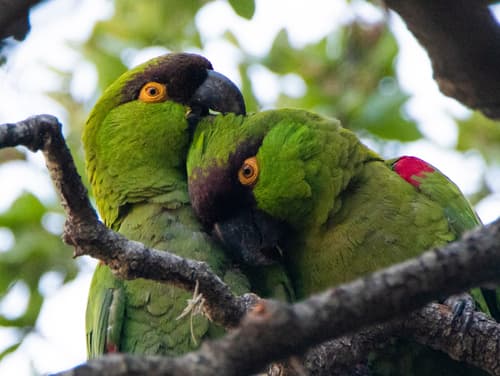 Maroon-fronted Parrot