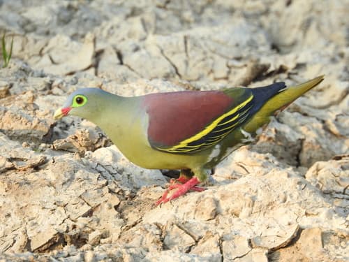 Thick-billed Green-Pigeon
