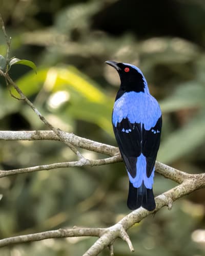 Asian Fairy-bluebird
