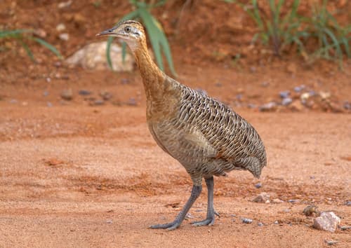 Red-winged Tinamou