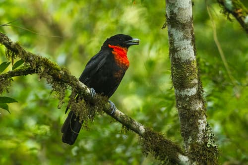 Red-ruffed Fruitcrow