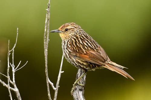 Many-striped Canastero