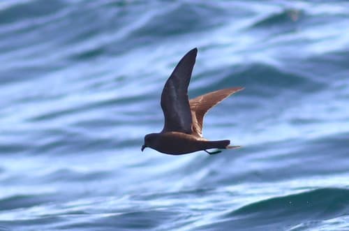 Ashy Storm-Petrel