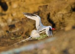 Red-billed Tropicbird