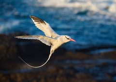 Red-billed Tropicbird