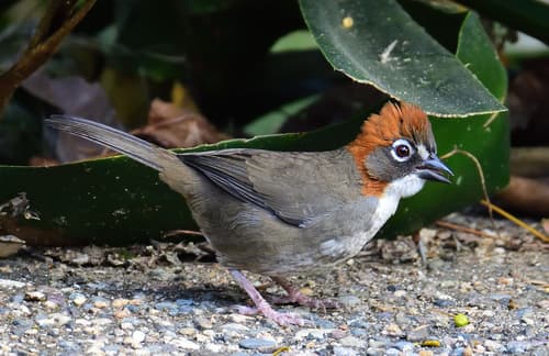 Rusty-crowned Ground-Sparrow