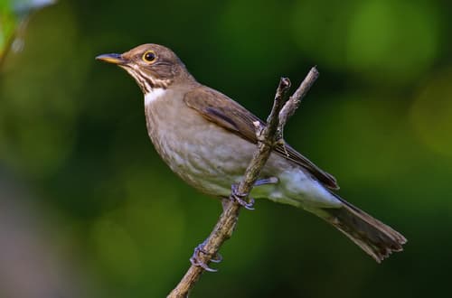 White-throated Thrush
