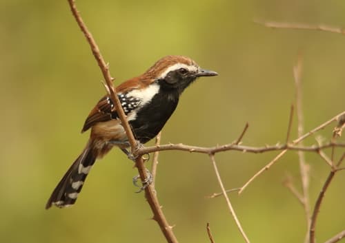 Rusty-backed Antwren