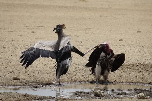 Secretarybird
