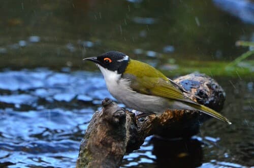 White-naped Honeyeater