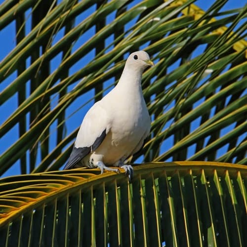 Torresian Imperial Pigeon