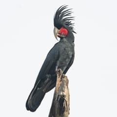 Palm Cockatoo