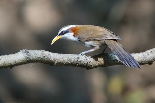 White-browed Scimitar-Babbler