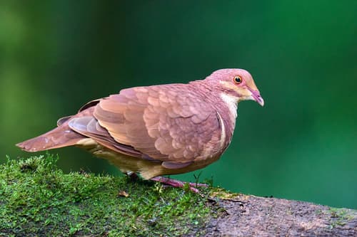 Ruddy Quail-Dove