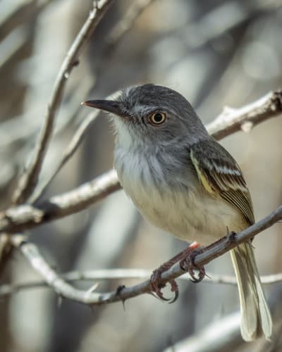 Pearly-vented Tody-Tyrant