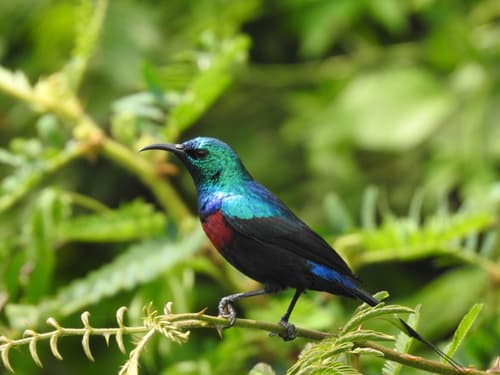 Red-chested Sunbird