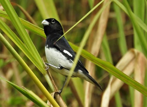 Black-and-white Seedeater