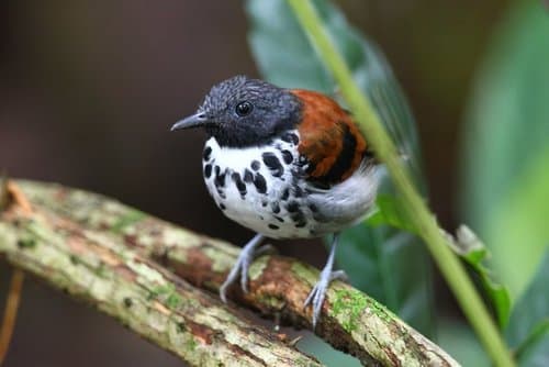 Spotted Antbird