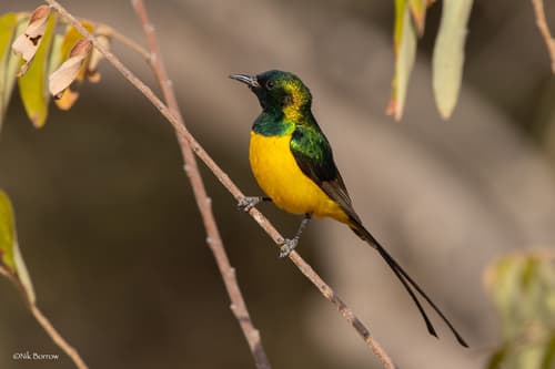 Pygmy Sunbird
