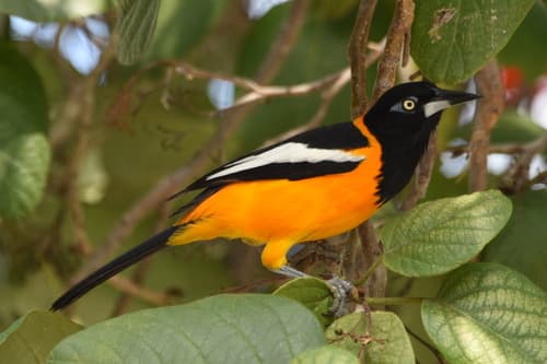 Venezuelan Troupial