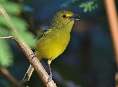 Mangrove Vireo