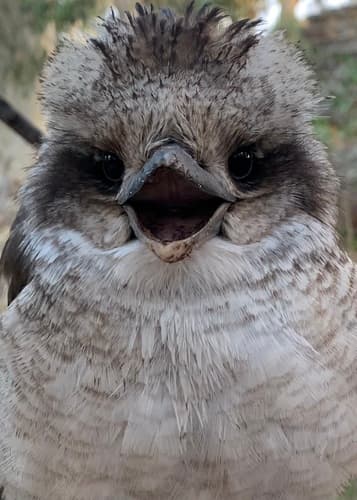 Laughing Kookaburra
