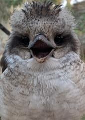 Laughing Kookaburra