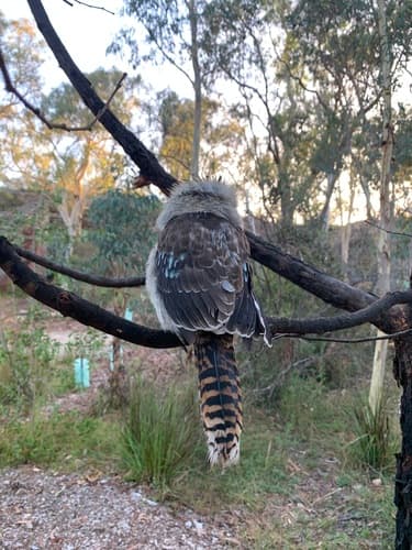 Laughing Kookaburra