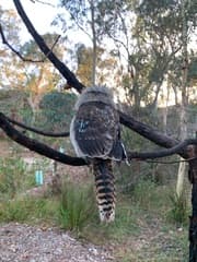 Laughing Kookaburra