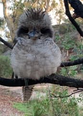 Laughing Kookaburra