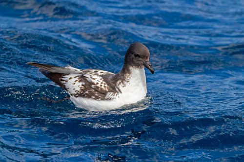 Pintado Petrel