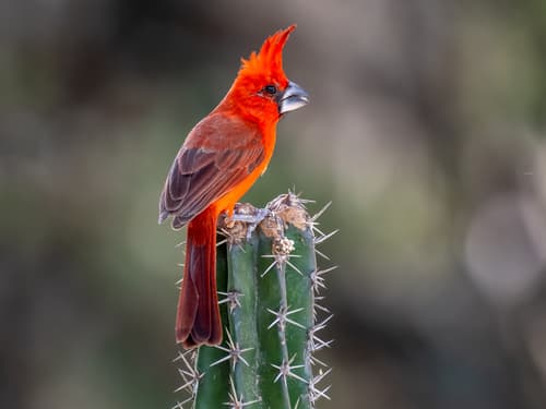 Vermilion Cardinal