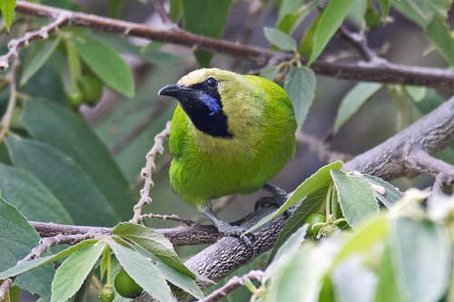 Jerdon's Leafbird