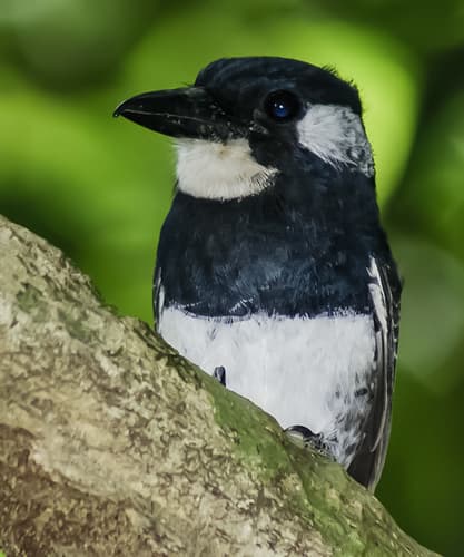 Black-breasted Puffbird