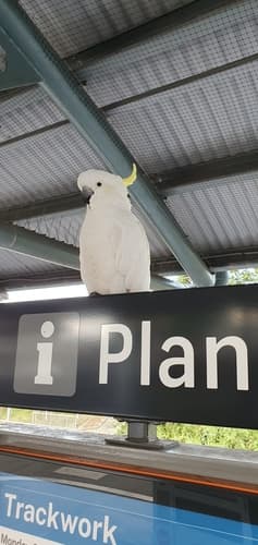 Sulphur-crested Cockatoo
