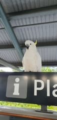 Sulphur-crested Cockatoo