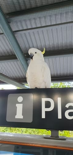 Sulphur-crested Cockatoo