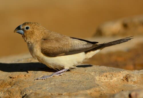 African Silverbill