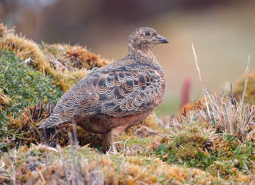 Rufous-bellied Seedsnipe
