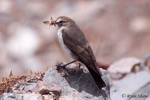 Plain-capped Ground-Tyrant