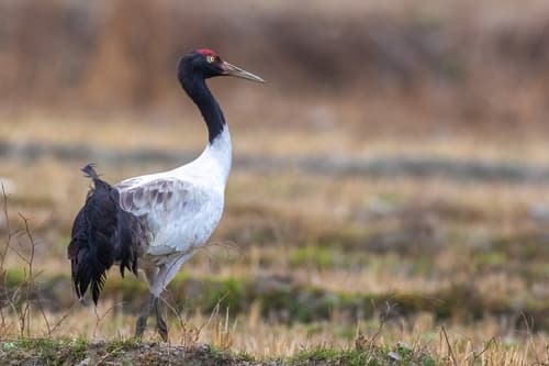 Black-necked Crane