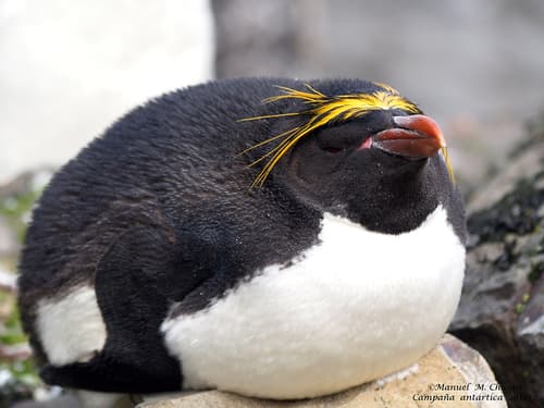 Macaroni Penguin