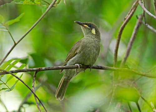 Yellow-spotted Honeyeater