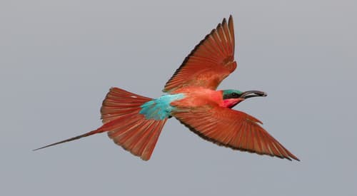 Southern Carmine Bee-eater