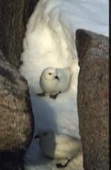 Snow Petrel