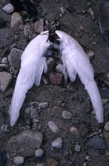 Snow Petrel